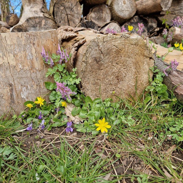 Træstammer og vilde blomster i haven.